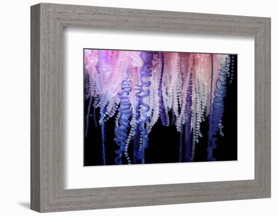 Portuguese Man-of-War close up of tentacles, Bermuda-Solvin Zankl-Framed Photographic Print