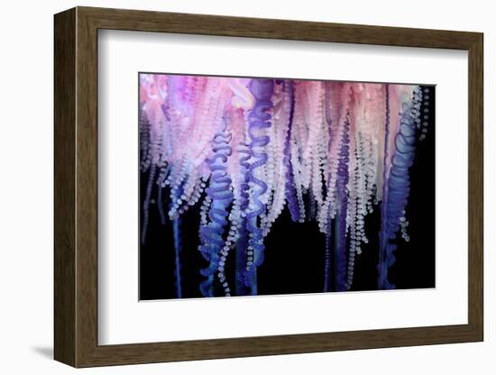 Portuguese Man-of-War close up of tentacles, Bermuda-Solvin Zankl-Framed Photographic Print