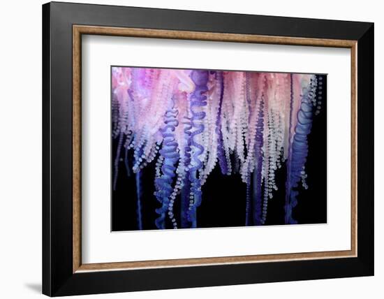 Portuguese Man-of-War close up of tentacles, Bermuda-Solvin Zankl-Framed Photographic Print