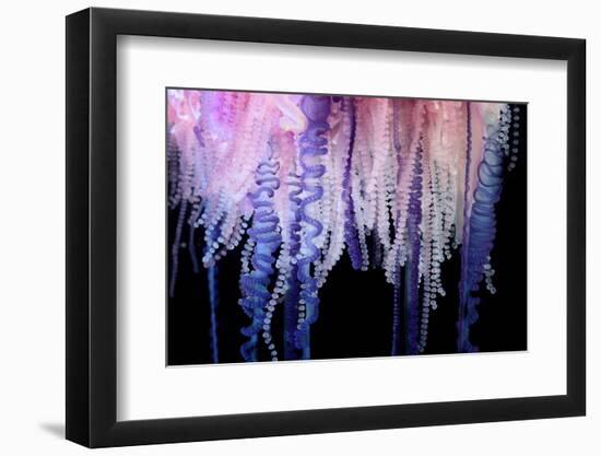 Portuguese Man-of-War close up of tentacles, Bermuda-Solvin Zankl-Framed Photographic Print