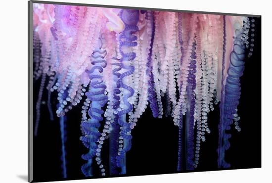 Portuguese Man-of-War close up of tentacles, Bermuda-Solvin Zankl-Mounted Photographic Print