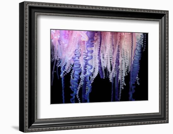 Portuguese Man-of-War close up of tentacles, Bermuda-Solvin Zankl-Framed Photographic Print