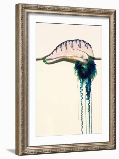 Portuguese Man-of-war-Georgette Douwma-Framed Photographic Print