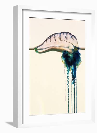 Portuguese Man-of-war-Georgette Douwma-Framed Photographic Print