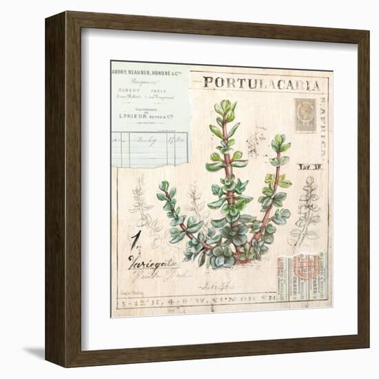 Portulacaria…Sketchbook-Angela Staehling-Framed Art Print