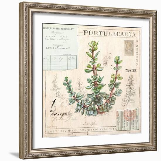 Portulacaria…Sketchbook-Angela Staehling-Framed Art Print