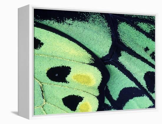 Poseidon Butterfly, Papua New Guinea-Gavriel Jecan-Framed Premier Image Canvas