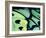 Poseidon Butterfly, Papua New Guinea-Gavriel Jecan-Framed Photographic Print