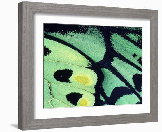 Poseidon Butterfly, Papua New Guinea-Gavriel Jecan-Framed Photographic Print