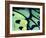 Poseidon Butterfly, Papua New Guinea-Gavriel Jecan-Framed Photographic Print