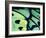 Poseidon Butterfly, Papua New Guinea-Gavriel Jecan-Framed Photographic Print