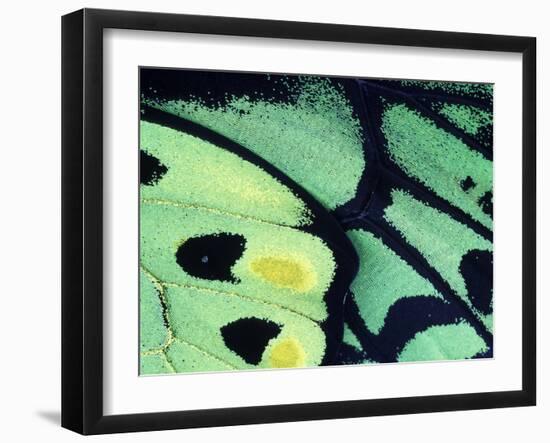 Poseidon Butterfly, Papua New Guinea-Gavriel Jecan-Framed Photographic Print