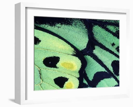 Poseidon Butterfly, Papua New Guinea-Gavriel Jecan-Framed Photographic Print