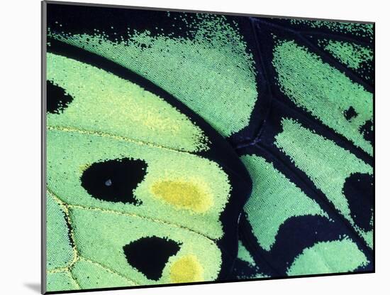 Poseidon Butterfly, Papua New Guinea-Gavriel Jecan-Mounted Photographic Print