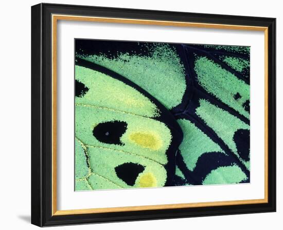 Poseidon Butterfly, Papua New Guinea-Gavriel Jecan-Framed Photographic Print