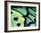 Poseidon Butterfly, Papua New Guinea-Gavriel Jecan-Framed Photographic Print