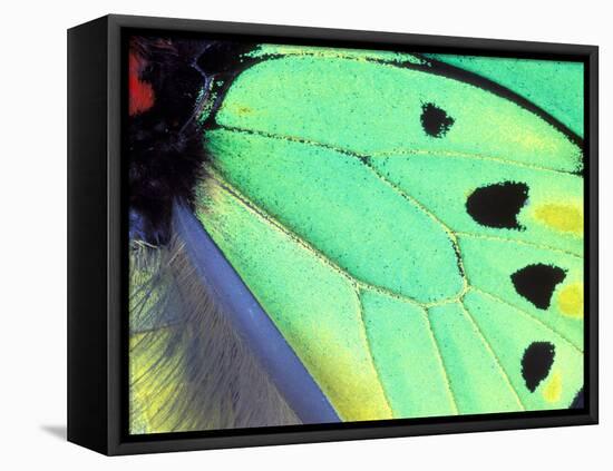 Poseidon (Green Butterfly), Papua New Guinea-Gavriel Jecan-Framed Premier Image Canvas