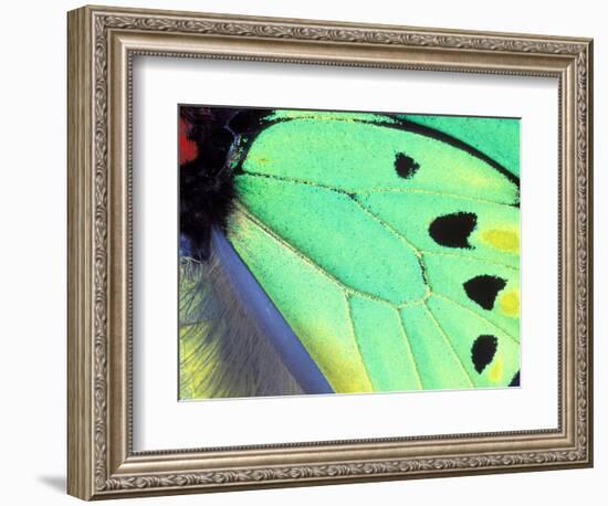 Poseidon (Green Butterfly), Papua New Guinea-Gavriel Jecan-Framed Photographic Print