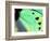 Poseidon (Green Butterfly), Papua New Guinea-Gavriel Jecan-Framed Photographic Print