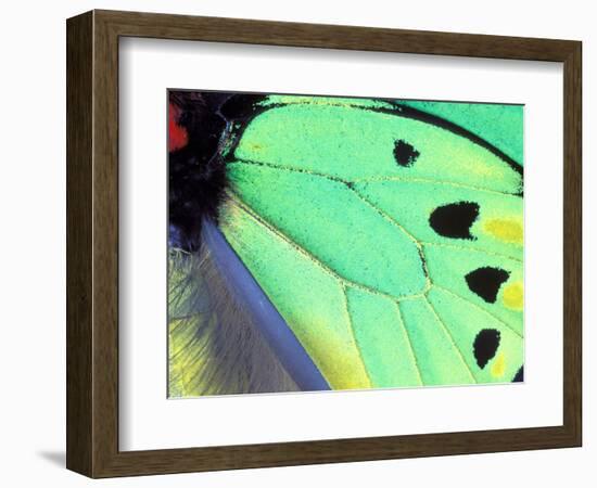 Poseidon (Green Butterfly), Papua New Guinea-Gavriel Jecan-Framed Photographic Print