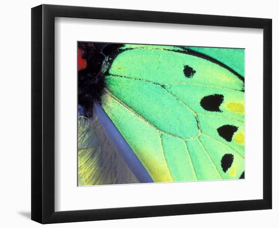 Poseidon (Green Butterfly), Papua New Guinea-Gavriel Jecan-Framed Photographic Print