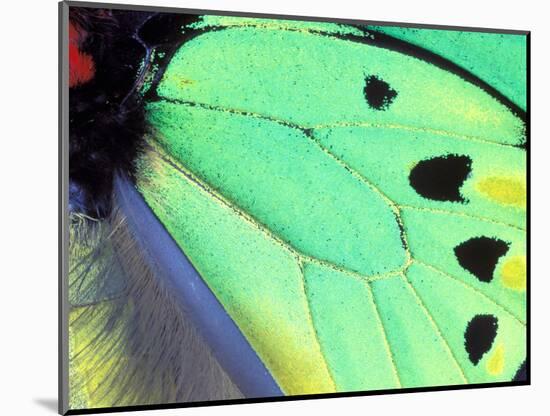 Poseidon (Green Butterfly), Papua New Guinea-Gavriel Jecan-Mounted Photographic Print