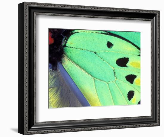 Poseidon (Green Butterfly), Papua New Guinea-Gavriel Jecan-Framed Photographic Print