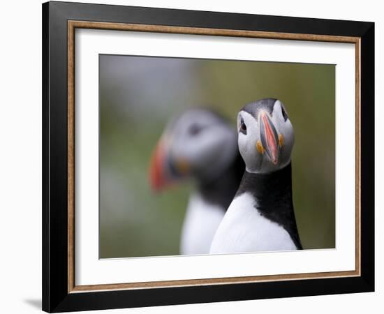 Posing Puffin-Olof Petterson-Framed Giclee Print