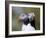 Posing Puffin-Olof Petterson-Framed Giclee Print