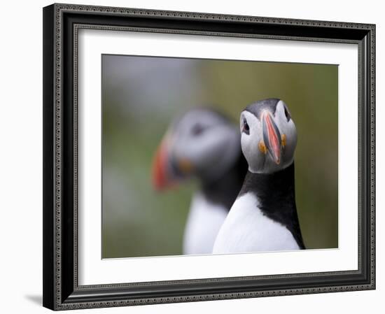 Posing Puffin-Olof Petterson-Framed Giclee Print