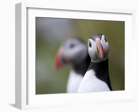 Posing Puffin-Olof Petterson-Framed Giclee Print