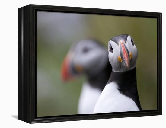 Posing Puffin-Olof Petterson-Framed Premier Image Canvas