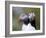 Posing Puffin-Olof Petterson-Framed Photographic Print