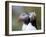 Posing Puffin-Olof Petterson-Framed Photographic Print