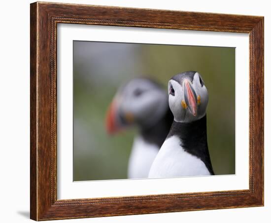 Posing Puffin-Olof Petterson-Framed Photographic Print