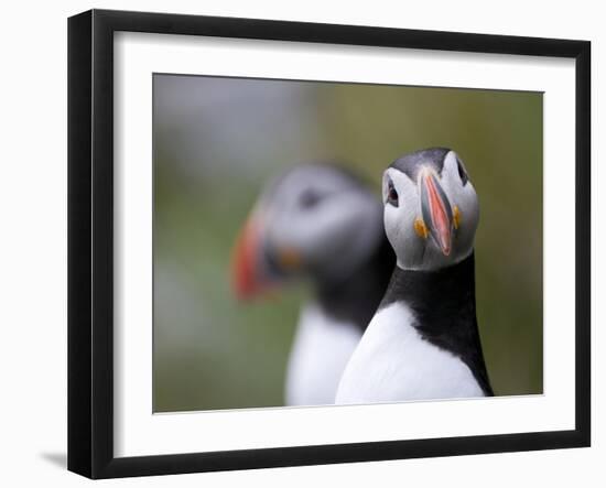 Posing Puffin-Olof Petterson-Framed Photographic Print