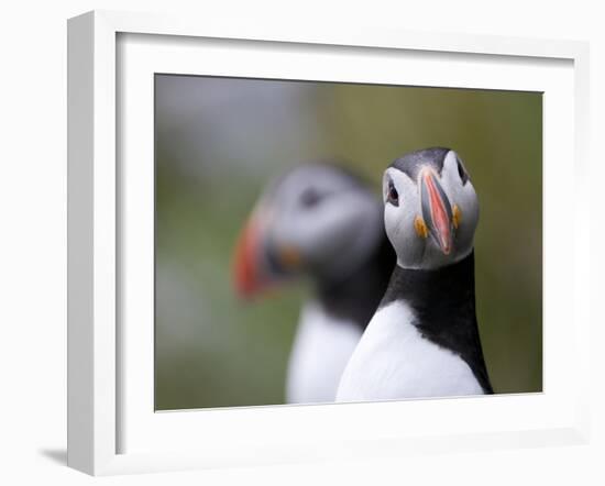 Posing Puffin-Olof Petterson-Framed Photographic Print