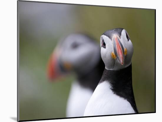 Posing Puffin-Olof Petterson-Mounted Photographic Print