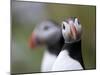 Posing Puffin-Olof Petterson-Mounted Photographic Print