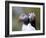 Posing Puffin-Olof Petterson-Framed Photographic Print