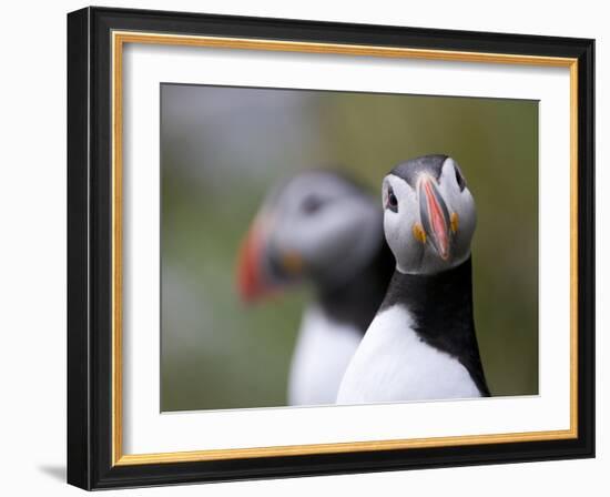 Posing Puffin-Olof Petterson-Framed Photographic Print