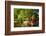 Positive Vibes-Philippe Sainte-Laudy-Framed Photographic Print