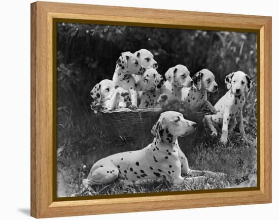 Postchaise Pluto One of Mrs Rowberry's Bitches with Her Puppies in a Basket-Thomas Fall-Framed Premier Image Canvas