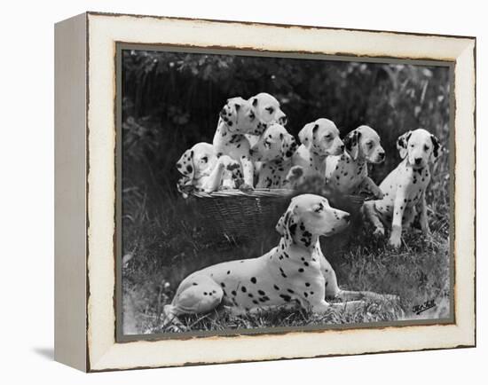 Postchaise Pluto One of Mrs Rowberry's Bitches with Her Puppies in a Basket-Thomas Fall-Framed Premier Image Canvas