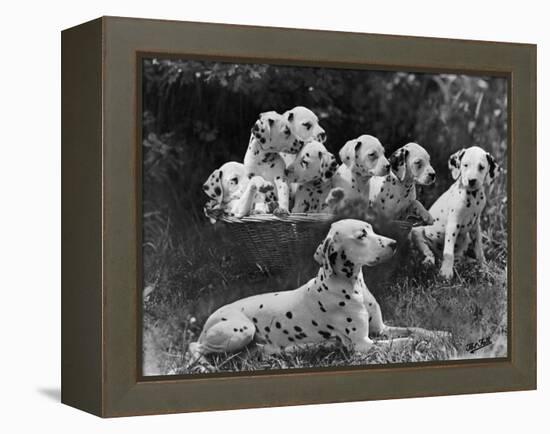 Postchaise Pluto One of Mrs Rowberry's Bitches with Her Puppies in a Basket-Thomas Fall-Framed Premier Image Canvas