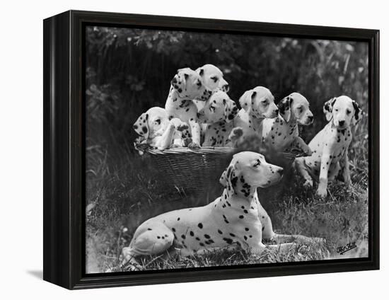 Postchaise Pluto One of Mrs Rowberry's Bitches with Her Puppies in a Basket-Thomas Fall-Framed Premier Image Canvas