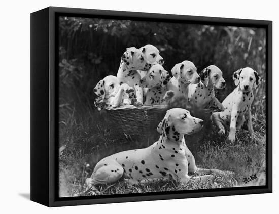 Postchaise Pluto One of Mrs Rowberry's Bitches with Her Puppies in a Basket-Thomas Fall-Framed Premier Image Canvas