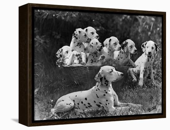 Postchaise Pluto One of Mrs Rowberry's Bitches with Her Puppies in a Basket-Thomas Fall-Framed Premier Image Canvas