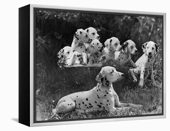 Postchaise Pluto One of Mrs Rowberry's Bitches with Her Puppies in a Basket-Thomas Fall-Framed Premier Image Canvas