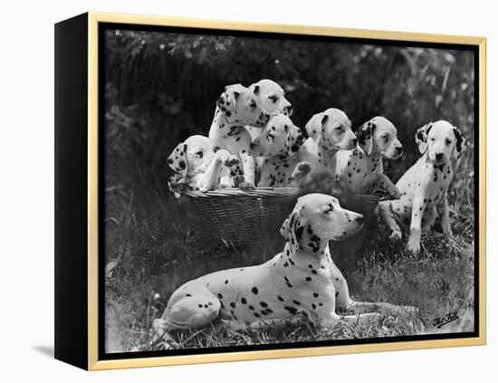 Postchaise Pluto One of Mrs Rowberry's Bitches with Her Puppies in a Basket-Thomas Fall-Framed Premier Image Canvas